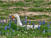 Load image into Gallery viewer, Best Duck Eggs