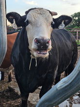 Load image into Gallery viewer, 1/2 Cow (300 Pounds)