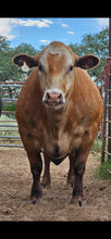 Load image into Gallery viewer, 1/4 Cow (150 Pounds)
