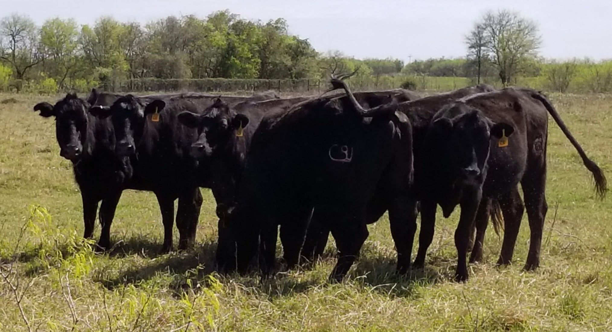 C91 Ranch & Livestock – C91 Ranches