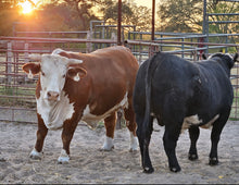 Load image into Gallery viewer, 1/2 Cow (300 Pounds)
