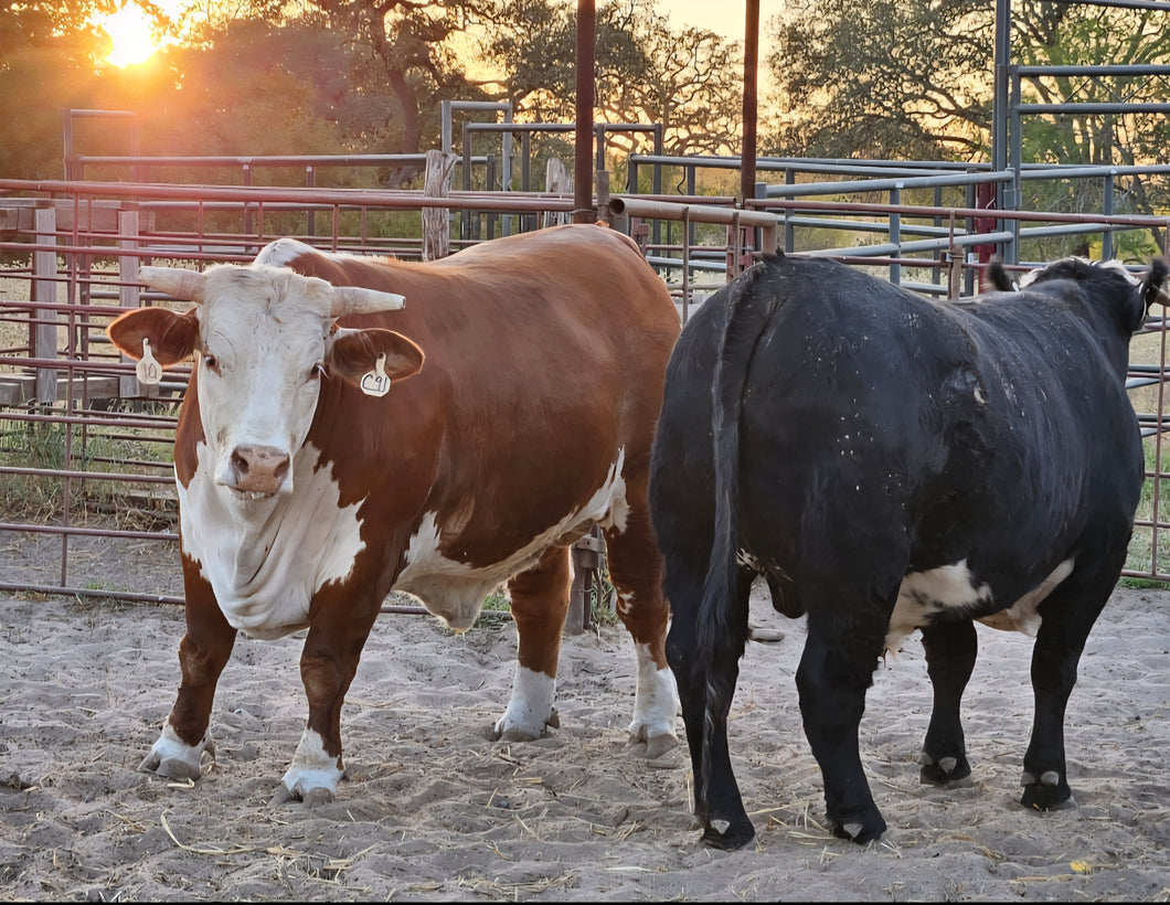 1/2 Cow (300 Pounds)